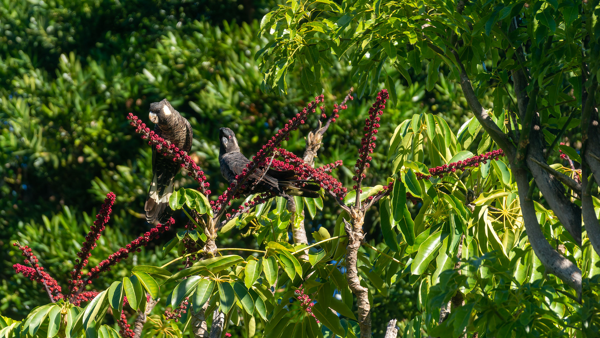 Yanchep National Park - Carnabys Weißohr-Rabenkakadu